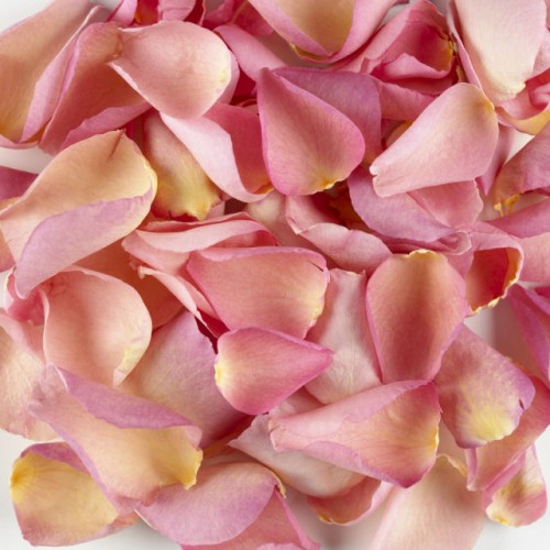Rose Petals - Pink