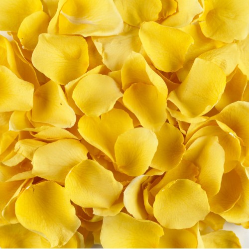 Rose Petals - Yellow