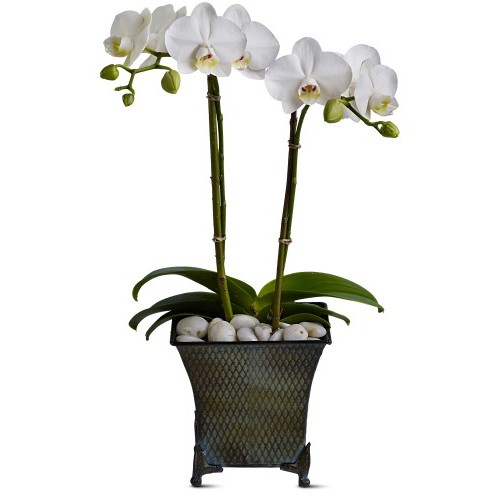 Dulce Duet Orchid Plant