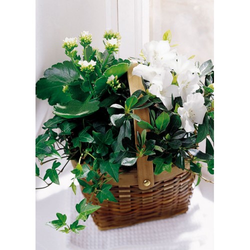 White Assortment Basket