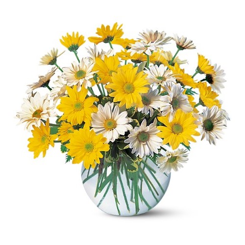 November Birth Flower - Chrysanthemum