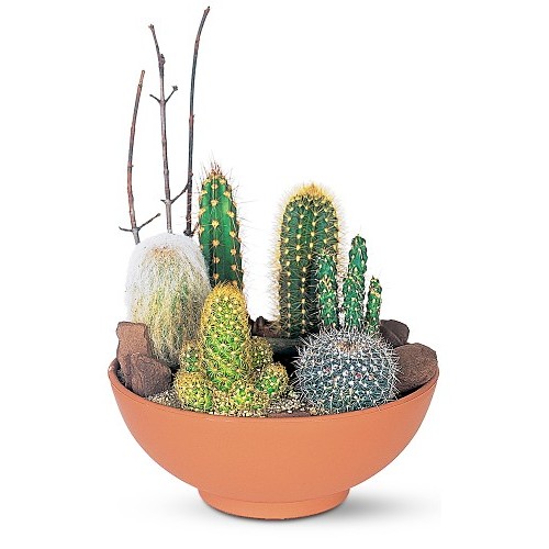 Cactus Desert Plants