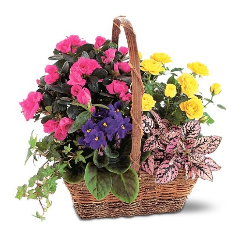 Spring Tropical Plants - Baskets