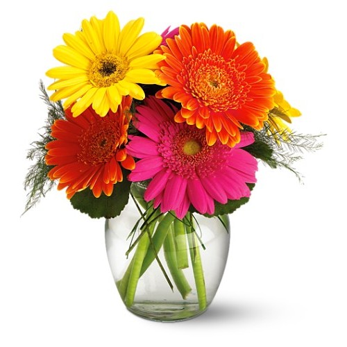 Birthday Gerbera Daisy