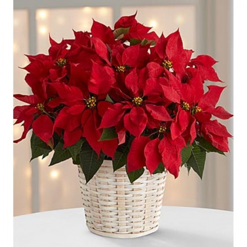 Red Poinsettia