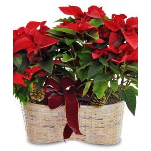 Holiday Poinsettia planter