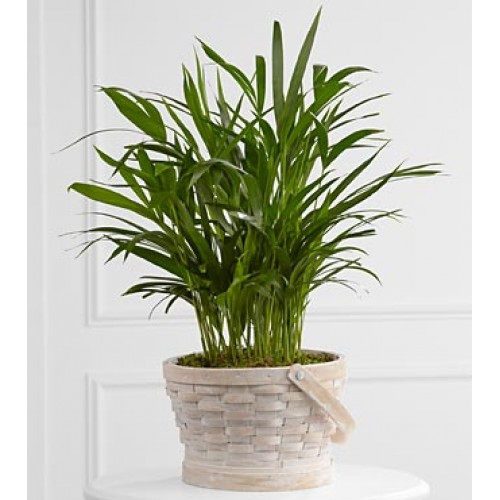 Indoor Palm Plant