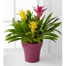 Bromeliad Indoor Plants