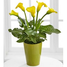 Calla Lily Plant by Florist