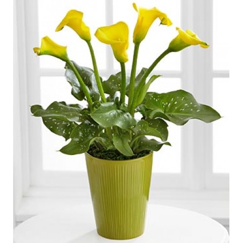 Calla Lily Plant by Florist