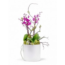Interior Orchids Plants