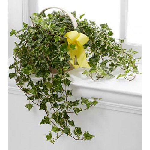 Indoor Variegated English Ivy