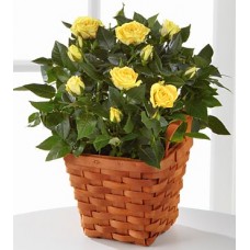Yellowish Mini Roses - Plant