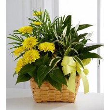 Chrysanthemum Flowering plant - Gift Basket