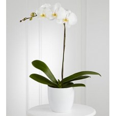 White (Cream) Phalaenopsis Orchids