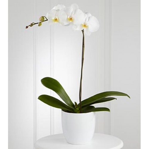 White (Cream) Phalaenopsis Orchids