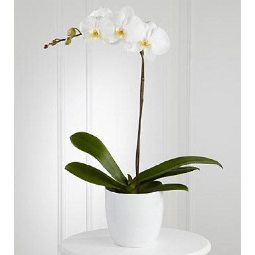 White Orchid Planter