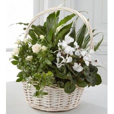 Peaceful Plants Basket