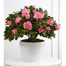Blooming Indoor Azalea Plant