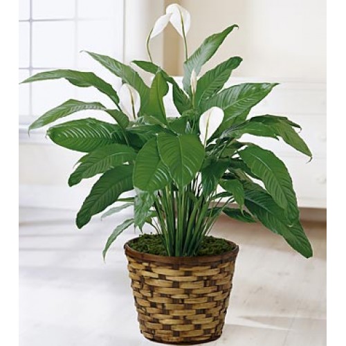 Peace Lily Spathiphyllum Plant