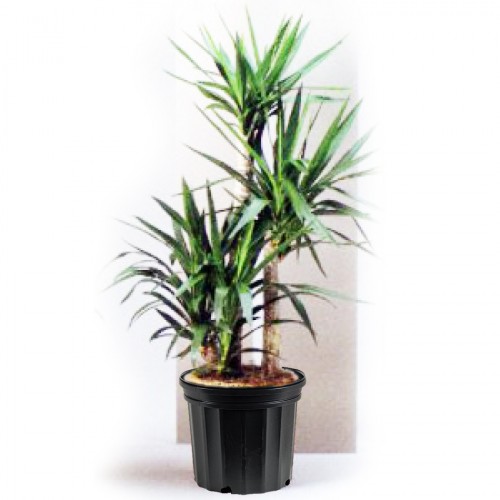 Yucca Indoor Plant – low maintenance