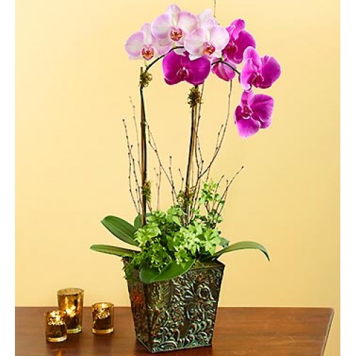 Phalaenopsis Orchids