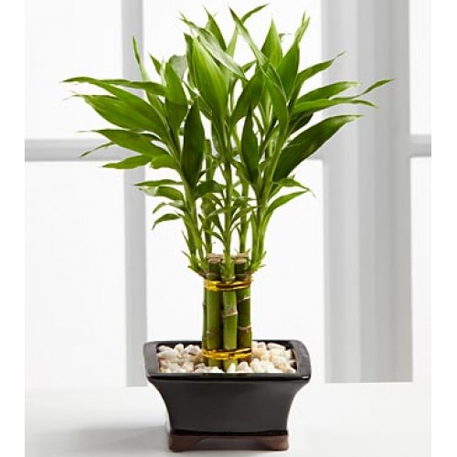 Bamboo – Fortune Sanderiana