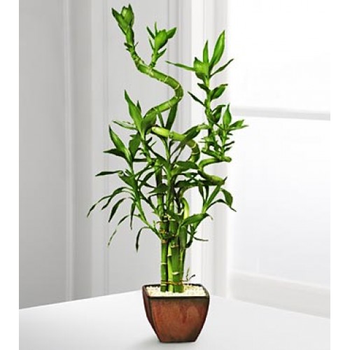 Dracaena Sanderiana – Bamboo