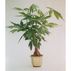 Indoor Money Tree Plant by Flower Shop