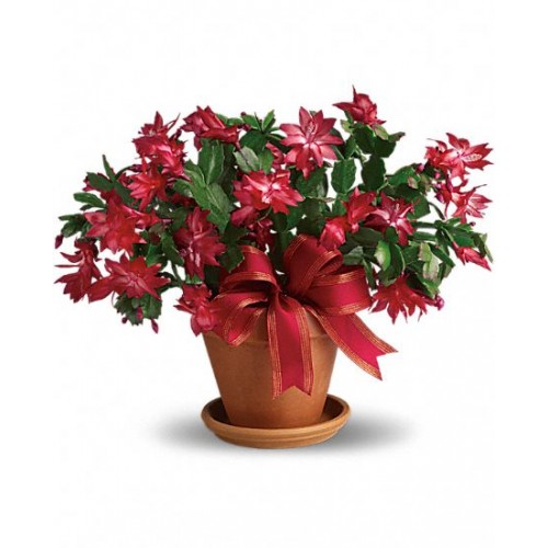 Happy Christmas - Cactus Plants