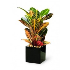 Croton Plant for Offices