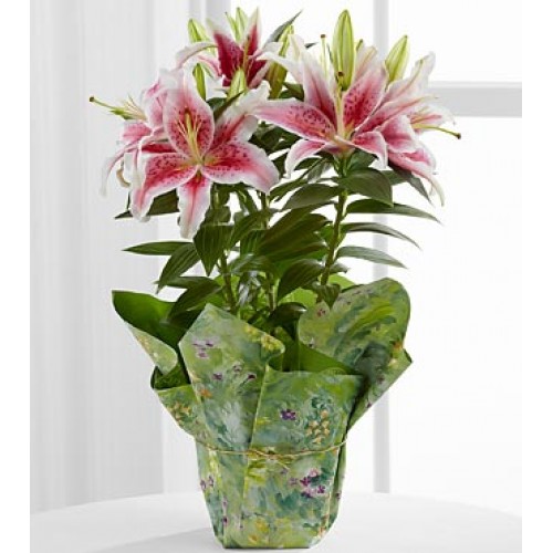 Stargazer Lily Plants