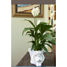 Peace Lily in Angel Cachepot