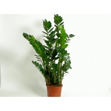 Zamioculcas Plant - Indoor Plant