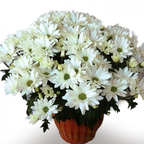 Memorial Daisy Chrysanthemum