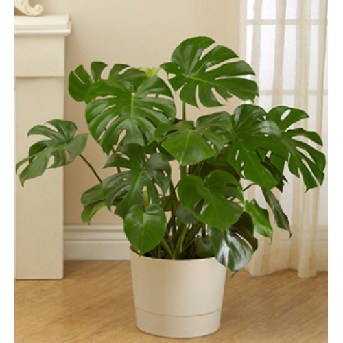 Philodendron Monstera Plant