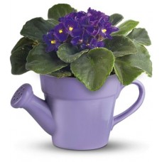 Birthday Gift - African Violet in Watering Can