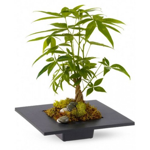 Money Tree Plants
