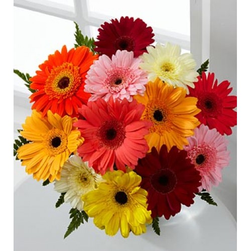 Colorful World Gerbera Daisy Bouquet - 12 Stems, No Vase