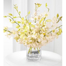 White Whispers Dendrobium Orchid Bouquet - 10 Stems - VASE INCLUDED
