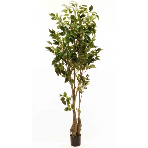 6' Classic Ficus Tree - Artificial