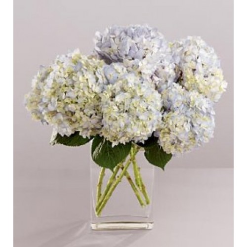 Joyful Hydrangea Arrangement