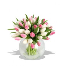 20 Stems Cotton Candy Tulips with FREE Vase