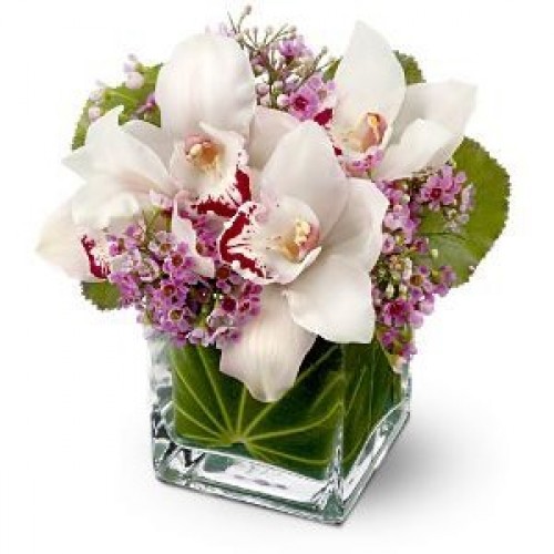 Lovely Orchids - Flowers