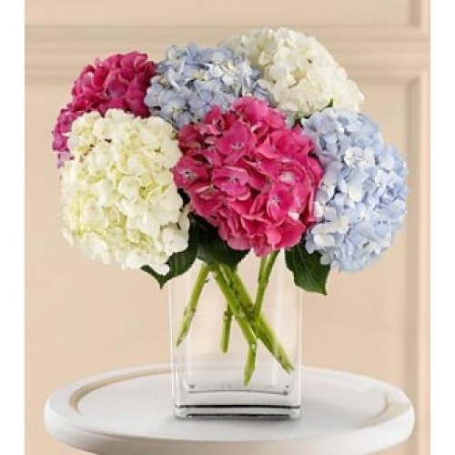 Mixed Hydrangeas Flowers