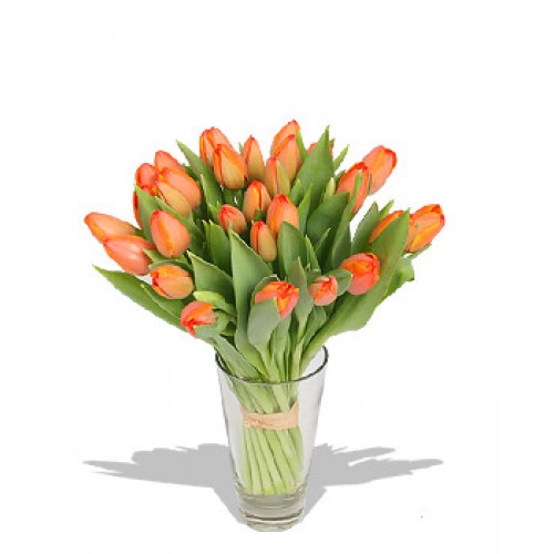 Crisp Tulips - Flowers