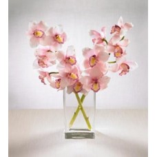 Pink Cymbidium Orchids with FREE Vase