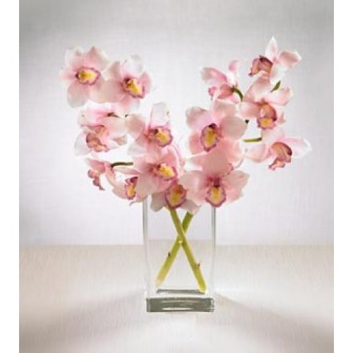 Pink Cymbidium Orchids with FREE Vase