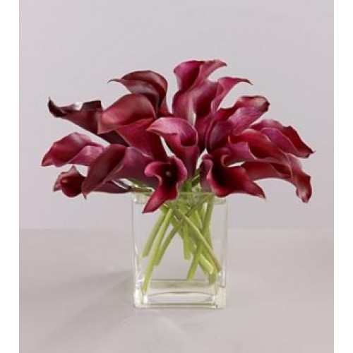 Red Calla Lilies with FREE Vase
