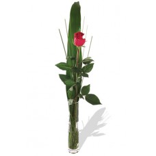 Single Rose with FREE Vase